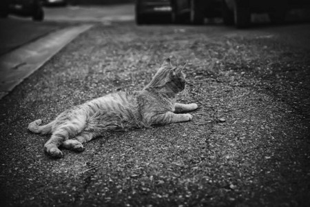 流浪猫在街上吃东西关于被遗图片