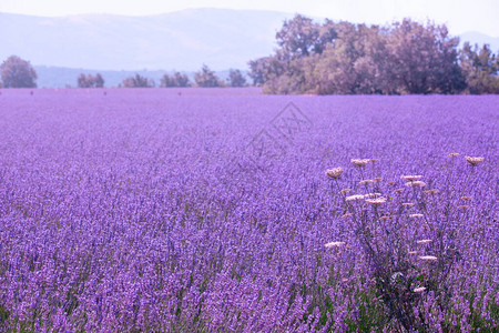 紫色彩阳光明媚的紫衣花场背景模糊图片