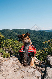 一只背着红色背包的狗坐在悬崖边上图片