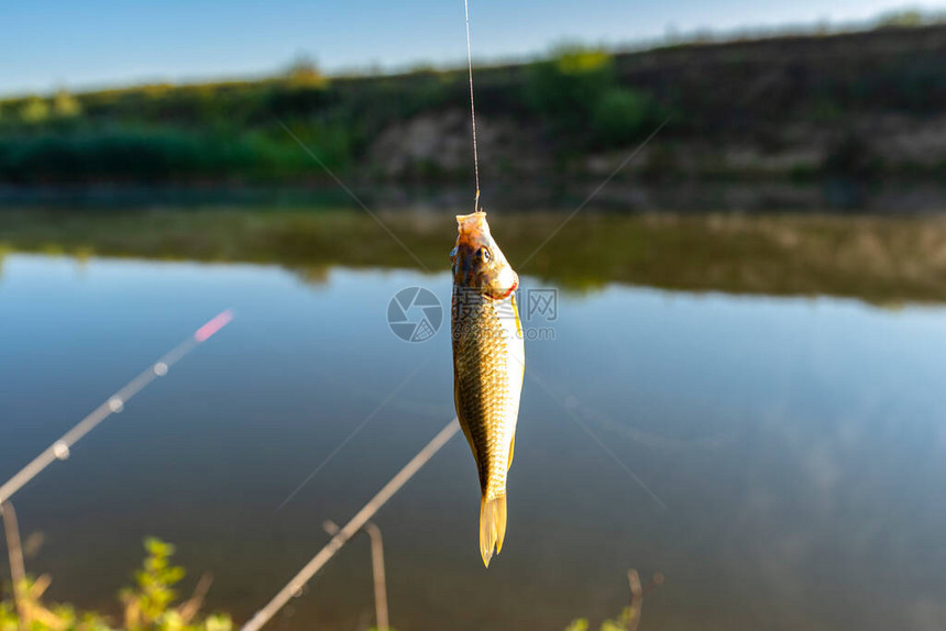 克鲁森鱼在湖边的诱饵上捕到挂在钓竿上阳图片