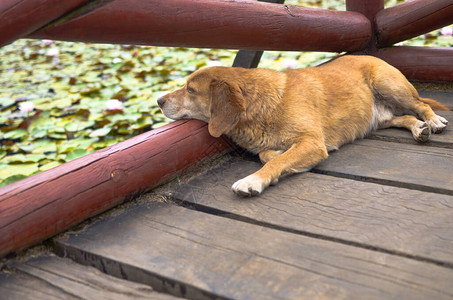 狗在莲花湖附近放着鲜花图片