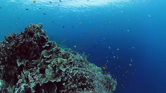 水下场景珊瑚礁水下海鱼热带珊瑚礁海洋五颜六色的水下海景菲律图片