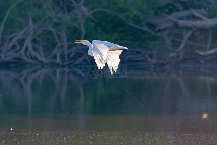 一只白色大白精灵飞过湖岸覆盖着树枝和根部阳光照耀在图片