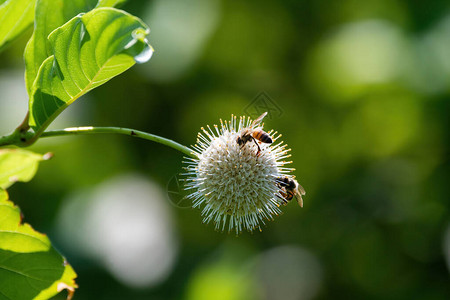 一对蜜蜂忙着为一朵带刺的普通Buttonbush花授粉图片