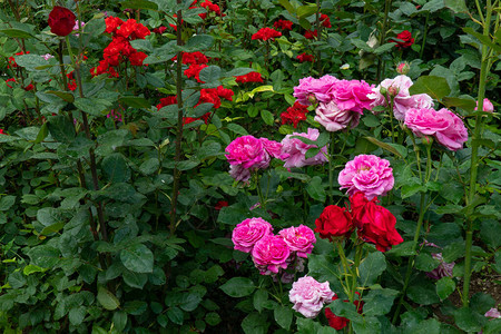 花床有盛开的多色玫瑰鲜花布图片