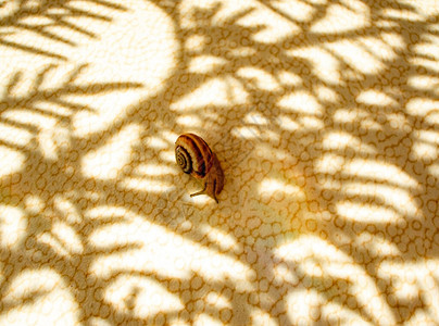 葡萄蜗牛爬入阳光线下植物分支的阴影中的浅色桌边摘要光背景和复制图片