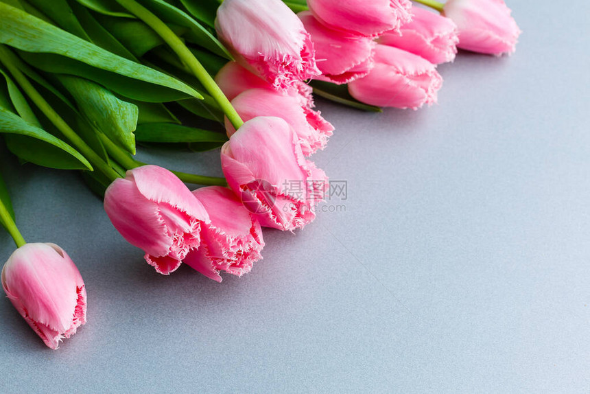 粉红色郁金香花束在灰图片