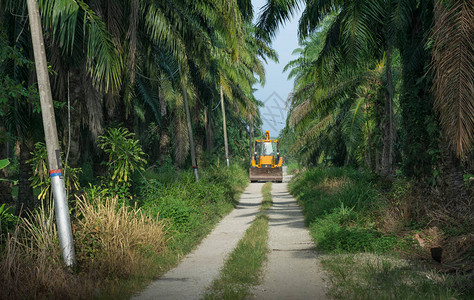 在雾蒙的清晨在乡村公路上行驶图片