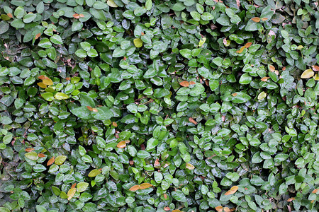绿色清新自然叶背景图片