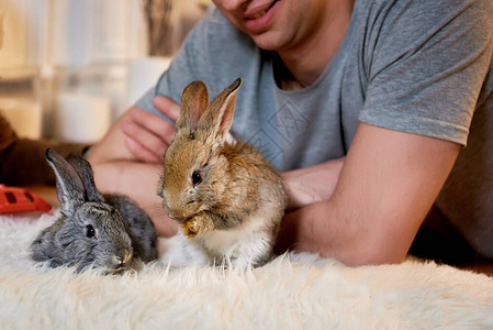 可爱的小兔子用爪子清洁它的脸坐在无缝背景上洗图片