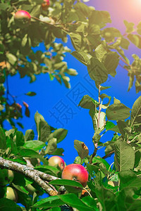 树枝上的红色花园苹果收成苹果得救了非转基因水果一个红苹果挂在树枝图片
