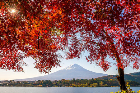 日本河口湖红枫叶的秋天富士山图片