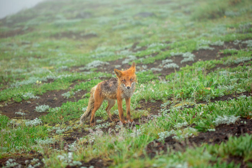 草地上有野生红狐雾中有湿动物堪察卡图片