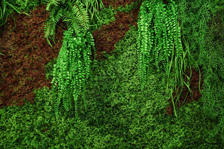绿墙与植物组合图片