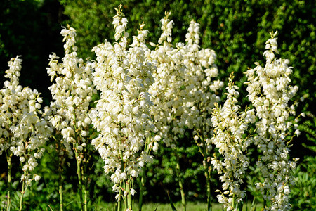 Yucca植物的许多精细白色花朵图片