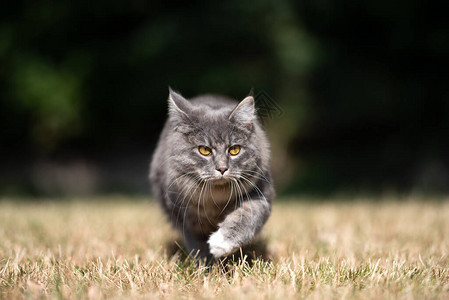 缅因浣熊猫图片