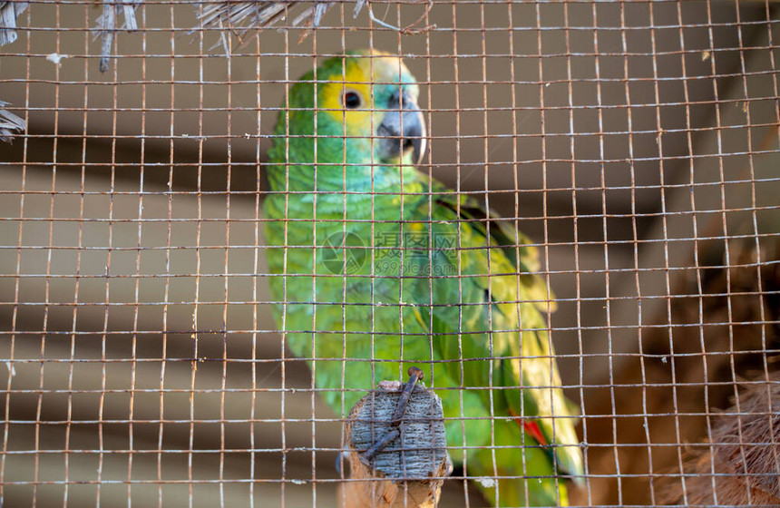 黄头阿马松鹦鹉被关在笼子里准备在泰国一图片