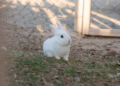 房子花园里的小白兔图片