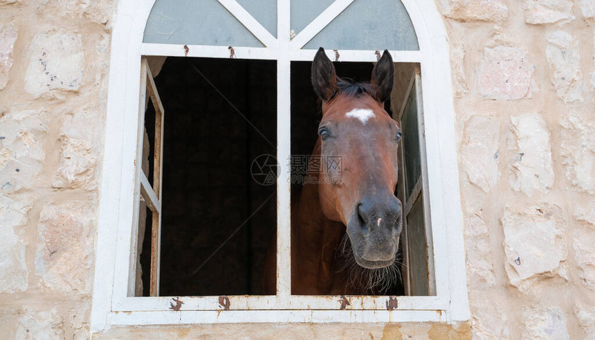 漂亮的马从窗外偷看在马图片