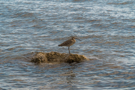 科勒乌鸟安全地在黑海岸附近浮出水面的岩石上游荡图片
