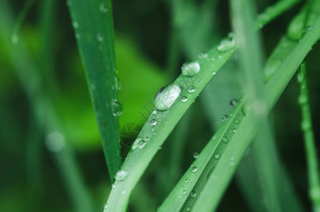 绿草上的小雨滴宏图片
