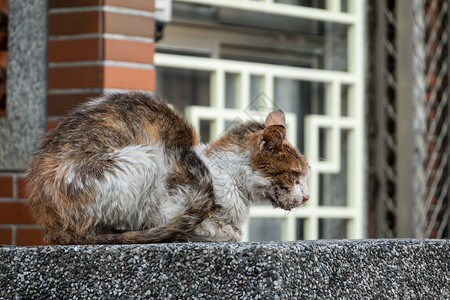 流浪猫生病流口水在街上图片
