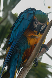 树枝上的Araararauna蓝色和黄色的金刚鹦鹉坐在树上金刚鹦鹉图片