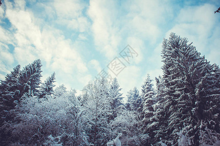 在黄昏的冬季森林里雪覆图片