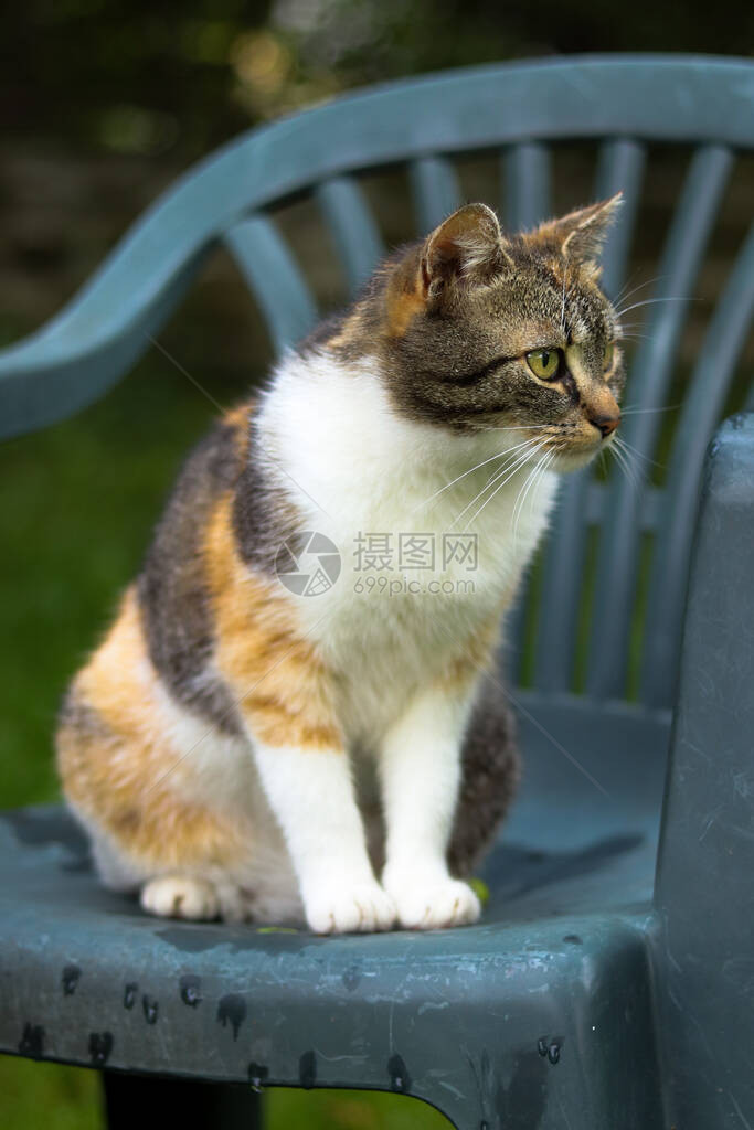 一只黑色白色和生锈的头和绿色眼睛的驯养猫正在椅子上休息图片