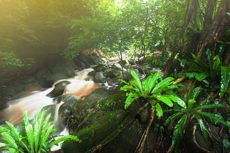 日出时热带雨林中纯瀑布景观图片