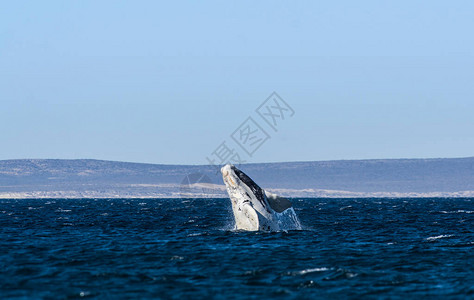 鲸幼崽跳跃半岛Valdes帕塔戈图片