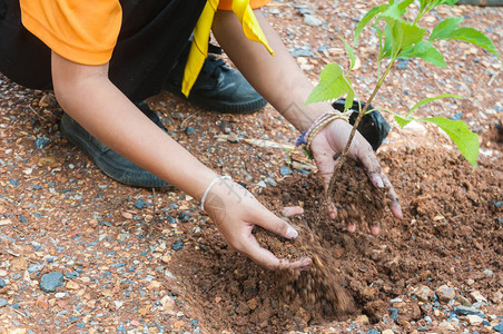 当地植树造林作为绿色环境和养护概念的学校女孩学生在地面图片