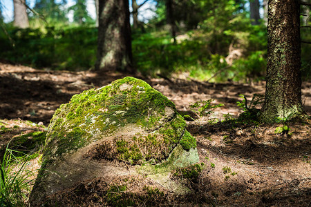 森林里长满苔藓的老石头图片