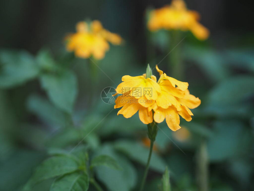 黄色花朵Aphelandra十字andra图片