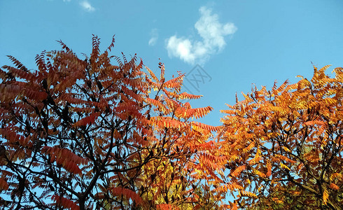 黄色橙色树和蓝天对立秋天概念秋日花图片