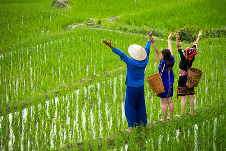 亚洲男农民和怀着篮子站在稻田上手举起幸图片