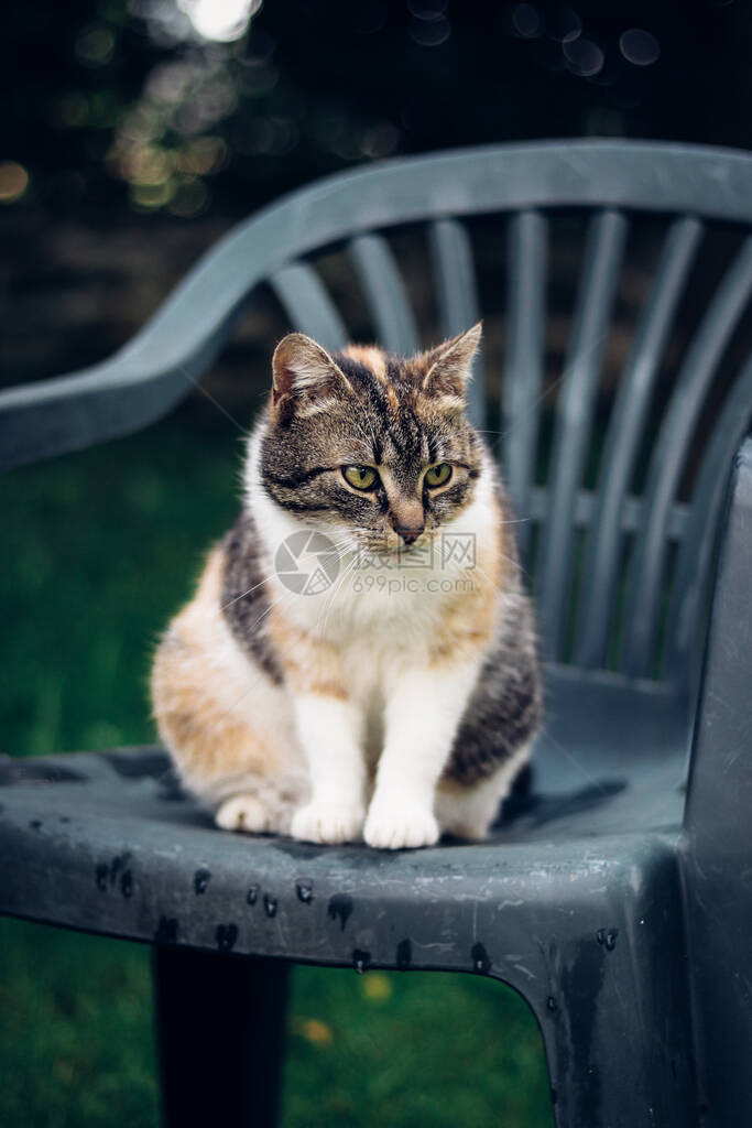 一只绿眼睛坐在塑料椅子上满怀兴趣地看花园的猫咪的嬉皮布谷有趣的景象面对许多表达图片