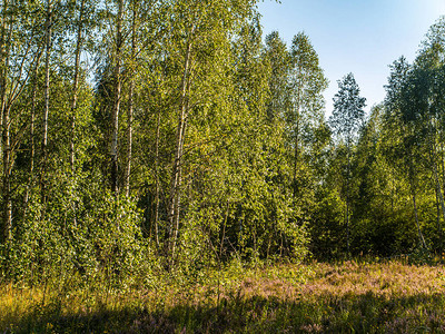 白桦树的绿枝映衬着蓝天白桦林绿叶周期景观夏日阳光明媚的日子景观自然公图片