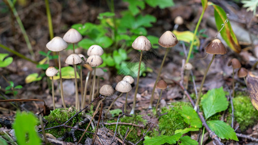 关闭森林里的长筒蘑菇图片