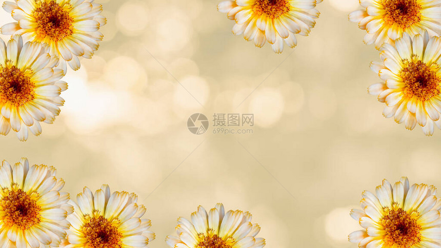 黄色模糊背景上的美丽万寿菊花节日鲜花的概念花卡与鲜图片