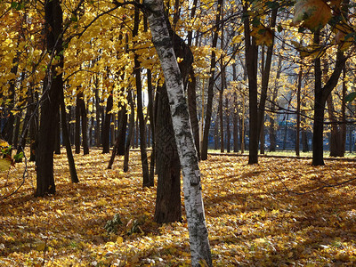 秋季公园背景的秋天树上黄色红树叶图片