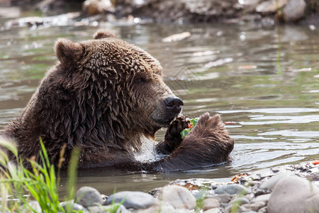 一只大灰熊用爪子握着一块吃饭图片