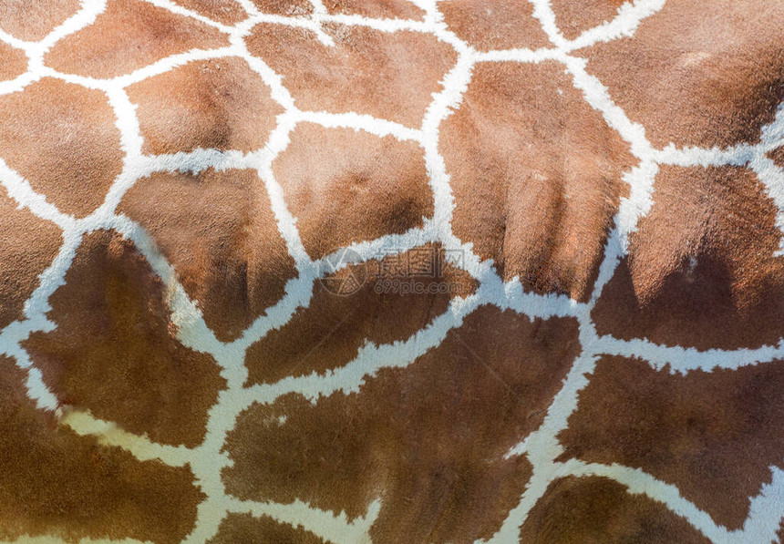 棕色长颈鹿纹理的照片图片