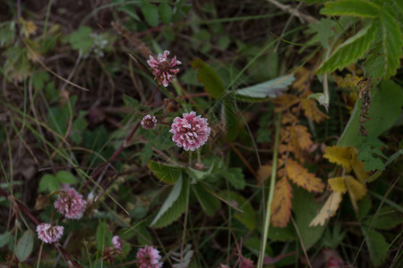 田野里的一束粉红色的三叶草花高质量的照片图片