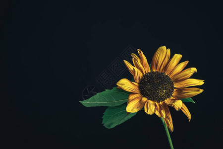 黑色的向日葵植物美丽的植物最小极简主义复古风格概念设图片