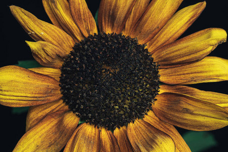 关闭在黑色的向日葵植物美丽的植物最小极简主义复古风格概念设图片