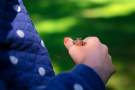 坐在小女孩手上的绿色青蛙图片