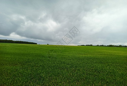 绿色的田野和草地对天空的美丽景色乌克兰的农村在多云天气图片