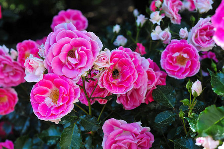 植物园里盛开着深粉色的玫瑰玫瑰图片