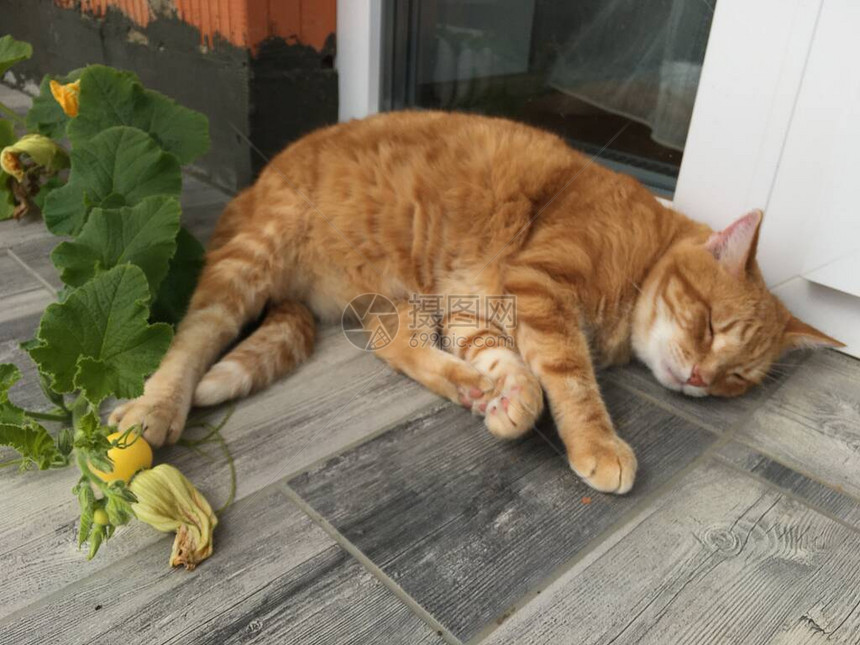 一只大橙色猫躺在木质表面图片